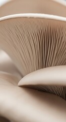 Close-up view of mushroom gills.