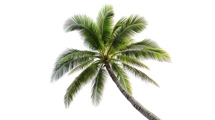 Isolated tropical palm tree with green fronds extending across a stark white background