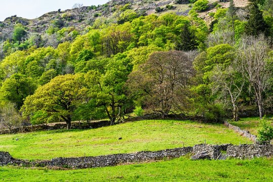 Rydal Water, Rydal, Ambleside, Lake District, Westmorland, Cumbria, England - Powered by Adobe