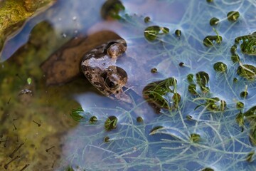 Painted frog, Discoglossus pictus pictus, in a rock pool in Malta. Locally known as Zring.
