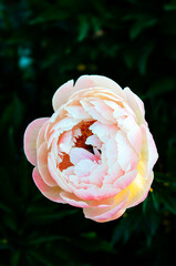 english rose pink-yellow on dark background