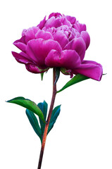  Purple-pink rose isolate on transparent background.