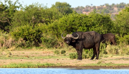 Fototapeta premium African buffalo by a river (1)