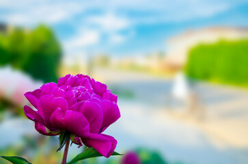 english rose purple on blurred background