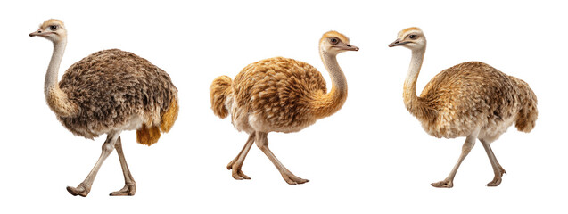 Group of Three Ostriches Walking on a Transparent Background