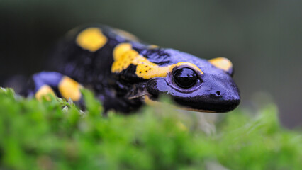 Portrait of a Speckled salamander on the moss of an undergrowth. Salamandra salamandra, Touraine, Indre et Loire 37, région Centre Val de Loire, France, European Union, Europe