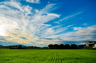 evening on green rice fields in countryside.