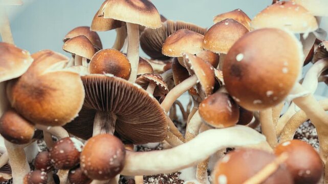 Time-lapse of Psilocybe cubensis fruiting &ndash; mushroom cap opening and cultivation process