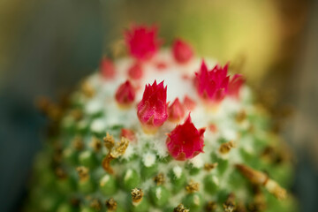 close up with blurred background of cactus flowers, selective focus