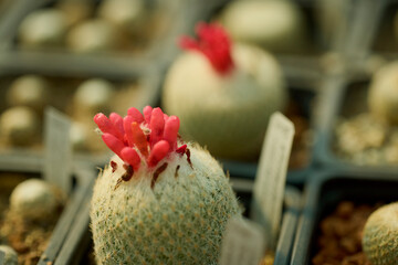 close up with blurred background of cactus flowers, selective focus