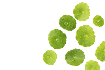 Fresh Centella asiatica leaf with water droplets on white background