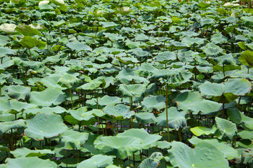 Green leaves of lotus plant