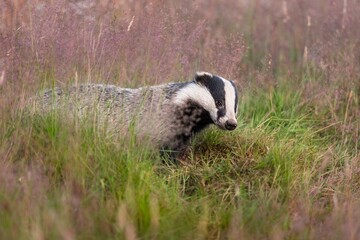 European Badger in Natural Habitat © Wirestock