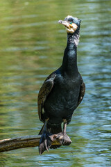 The great cormorant, Phalacrocorax carbo sitting on a branch