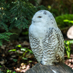 The Snowy Owl, Bubo scandiacus is a large, white owl of the owl family