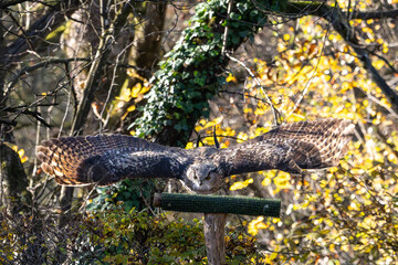 Siberian eagle owl, bubo bubo sibiricus. The biggest owl in the world