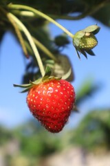 Ripe Strawberry Plants Ready To Harvest