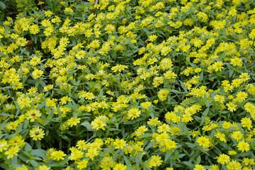 Yellow zinnia flower garden in full bloom
