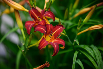 Colorful flowers in the garden