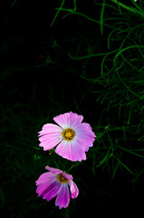 The Pink Cosmos Flowers Blooming in The Dark Background