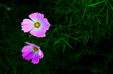 The Pink Cosmos Flowers Blooming in The Dark Background