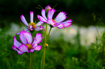 The Pink Cosmos Flowers Blooming in The Dark Background