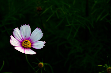The Pink Cosmos Flowers Blooming in The Dark Background