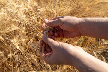 hand holding ripe wheat ears in the field