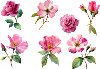 set of pink roses isolated