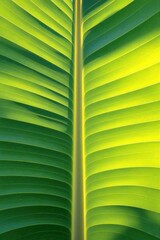 Tropical leaf texture, close-up of vibrant green banana leaf with strong central vein and symmetrical pattern. Use in eco packaging, spa branding, web backgrounds, and botanical posters.