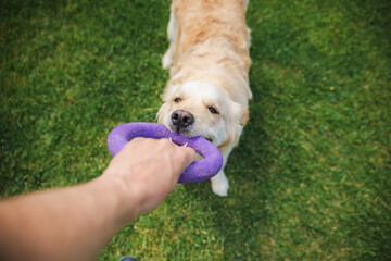 Golden retriever dog playing tug of war with owner using a purple ring toy outdoors on green grass
