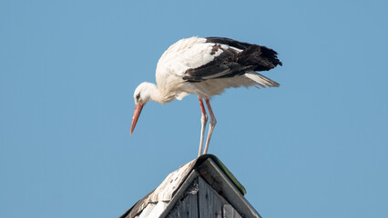stork on the roof