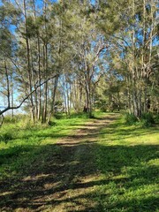 A dirt track through Australian bush on Lake Macquarie shore Australia. Shaded by gum trees