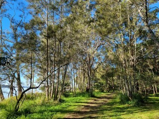 A dirt track through Australian bush on Lake Macquarie shore Australia. Shaded by gum trees