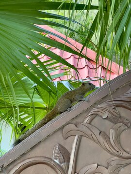 A curious squirrel climbs an ornate brown gate, framed by lush green palm leaves, with a terracotta roof visible in the background.