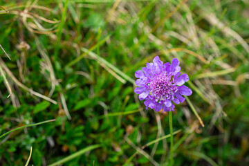 blue flowers on green grass
