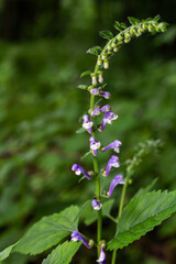 Common Skullcap plant in a lush green forest during the summer displaying its vibrant purple flowers in detail against a natural backdrop