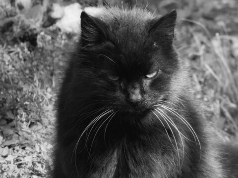 Intense black and white portrait of a long-haired black cat with prominent white whiskers staring directly forward