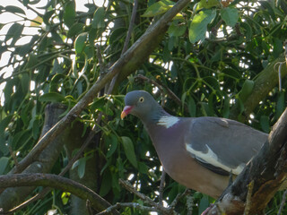 A common wood pigeon (Columba palumbus) with distinctive white neck patches perches on a branch amongst green leaves