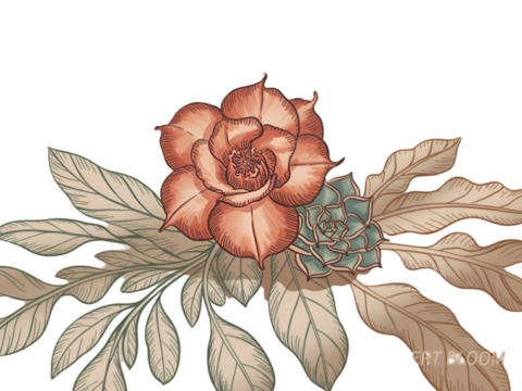 Detailed botanical illustration of a coral rose and succulent with leaves isolated on a transparent background - Powered by Adobe