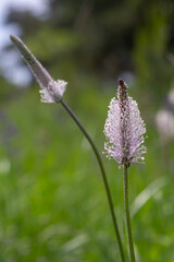 Hoary plantain blooms sway gently in sunlight surrounded by lush green grass and natural scenery