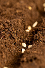 planting cucumber seeds in soil with peat , a plot of land mixed with peat in which cucumber seeds are planted closeup