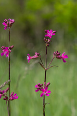 Viscaria vulgaris showcases vibrant pink flowers in a lush green field during the warm season in a...