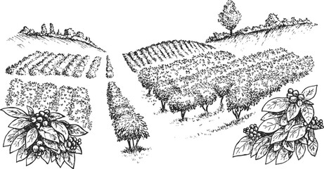 Coffee plantation in hand draw sketch style. Monochrome sketch panoramic nature landscape. Vintage vector illustration.