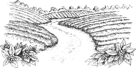 Coffee plantation in hand draw sketch style. Monochrome sketch panoramic nature landscape. Vintage vector illustration.
