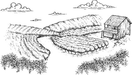 Coffee plantation in hand draw sketch style. Monochrome sketch panoramic nature landscape. Vintage vector illustration.