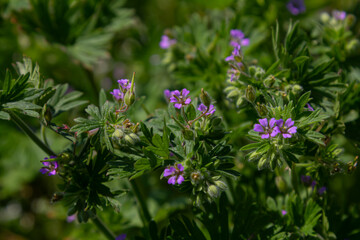 Bright purple flowers of Geranium purpureum known as Little Robin thriving in a lush green habitat...
