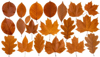 Assorted autumn leaves against white background