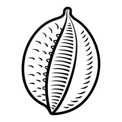 vector illustration of a cowrie-shell