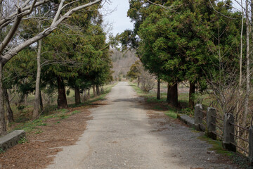 Lush Green Pathway Through Trees Leading to Serene Landscape in Early Spring
